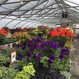 Conine's Country Market photo