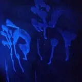 Nightfear Haunted House photo