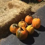 Boyd's Pumpkin Patch and Corn Maze photo