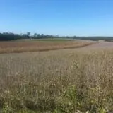 Boyd's Pumpkin Patch and Corn Maze photo