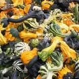 Boyd's Pumpkin Patch and Corn Maze photo