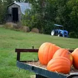 Boyd's Pumpkin Patch and Corn Maze photo