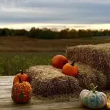 Boyd's Pumpkin Patch and Corn Maze photo