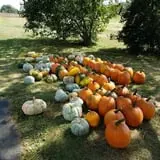 Boyd's Pumpkin Patch and Corn Maze photo