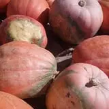Boyd's Pumpkin Patch and Corn Maze photo