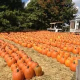 Boyd's Pumpkin Patch and Corn Maze photo