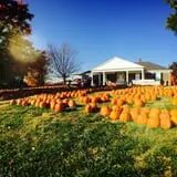 Boyd's Pumpkin Patch and Corn Maze photo