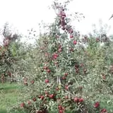 Tanner Family Orchard photo