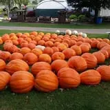 Tanner Family Orchard photo