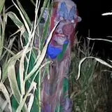 AZ Field of Screams photo