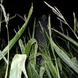 AZ Field of Screams