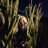 AZ Field of Screams photo