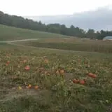 Okes Family Farms photo