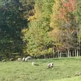 Okes Family Farms photo