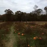 Okes Family Farms photo