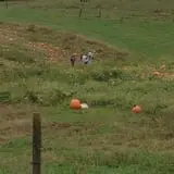 Okes Family Farms photo