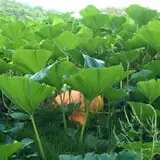 Okes Family Farms photo