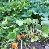 Okes Family Farms photo