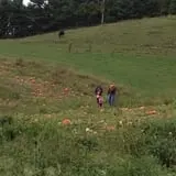 Okes Family Farms photo