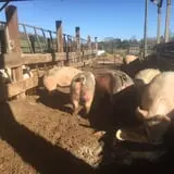 Okes Family Farms photo