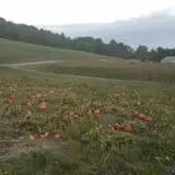 Okes Family Farms photo
