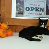 Mills Apple Farm photo