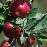 Mills Apple Farm photo