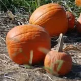 Mills Apple Farm photo