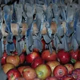 Mills Apple Farm photo
