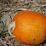 Mills Apple Farm photo