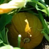 Mills Apple Farm photo