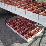 Mills Apple Farm photo