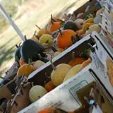 Mills Apple Farm photo