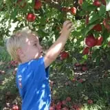 Mills Apple Farm photo