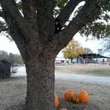 Mills Apple Farm photo