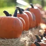 Roth Pumpkin Patch photo