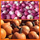 Hillcrest Orchards Maze & Pumpkin Picking photo