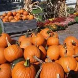 Hillcrest Orchards Maze & Pumpkin Picking photo