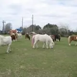 Hitchin Post Stables & Ponies photo