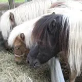 Hitchin Post Stables & Ponies photo