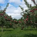 Snell Family Farm photo