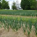 Snell Family Farm photo