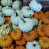 Snell Family Farm photo