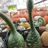 Snell Family Farm photo