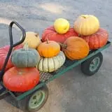 Snell Family Farm photo