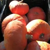 Snell Family Farm photo