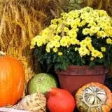 Fall Festival and Costume Parade photo