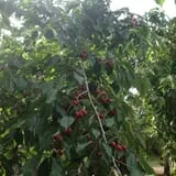 Sanger Farms photo
