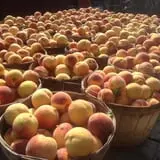 Sanger Farms photo