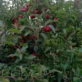 Sanger Farms photo